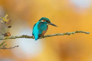 Exposition photo nature_1 - Francis Cauet