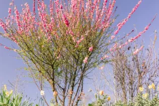 Rives-du-Loir-en-Anjou_1 - Mairie de Rives-du-Loir-en-Anjou